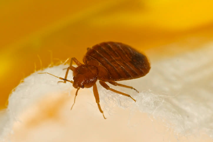 Las chinches serían cada vez más resistentes. Foto: John-Reynolds / Getty Images