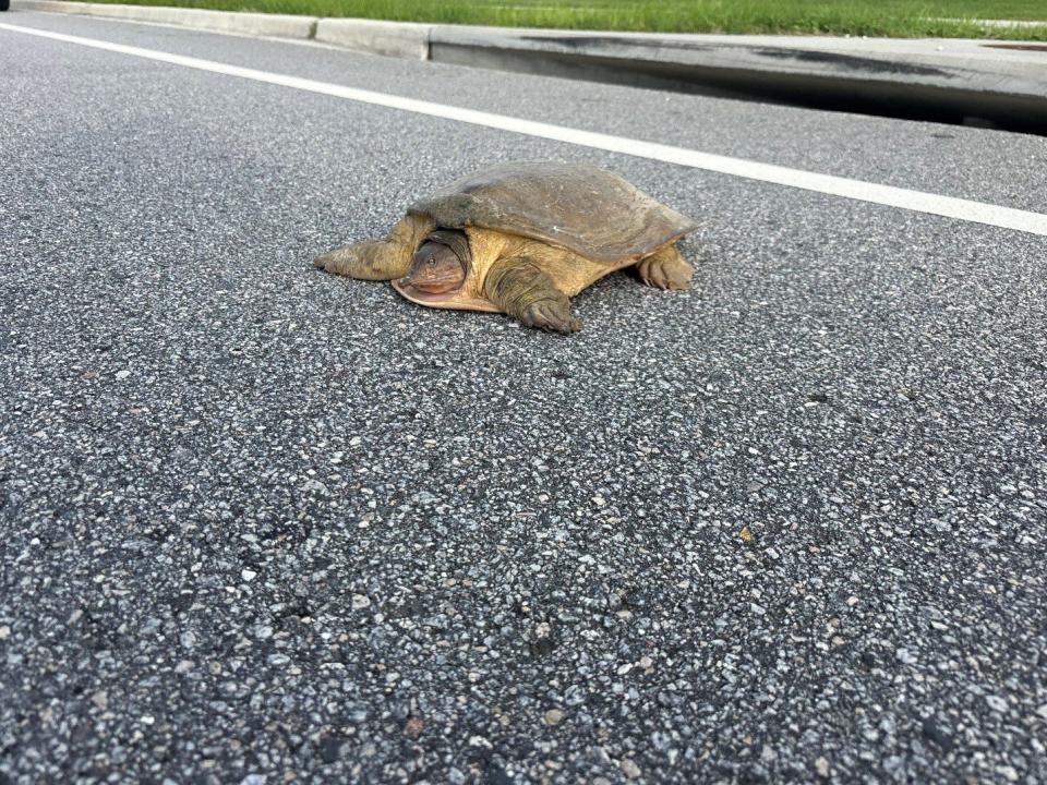 A Florida softshell turtle attempts a dangerous crossing of Alico Road before being rescued.