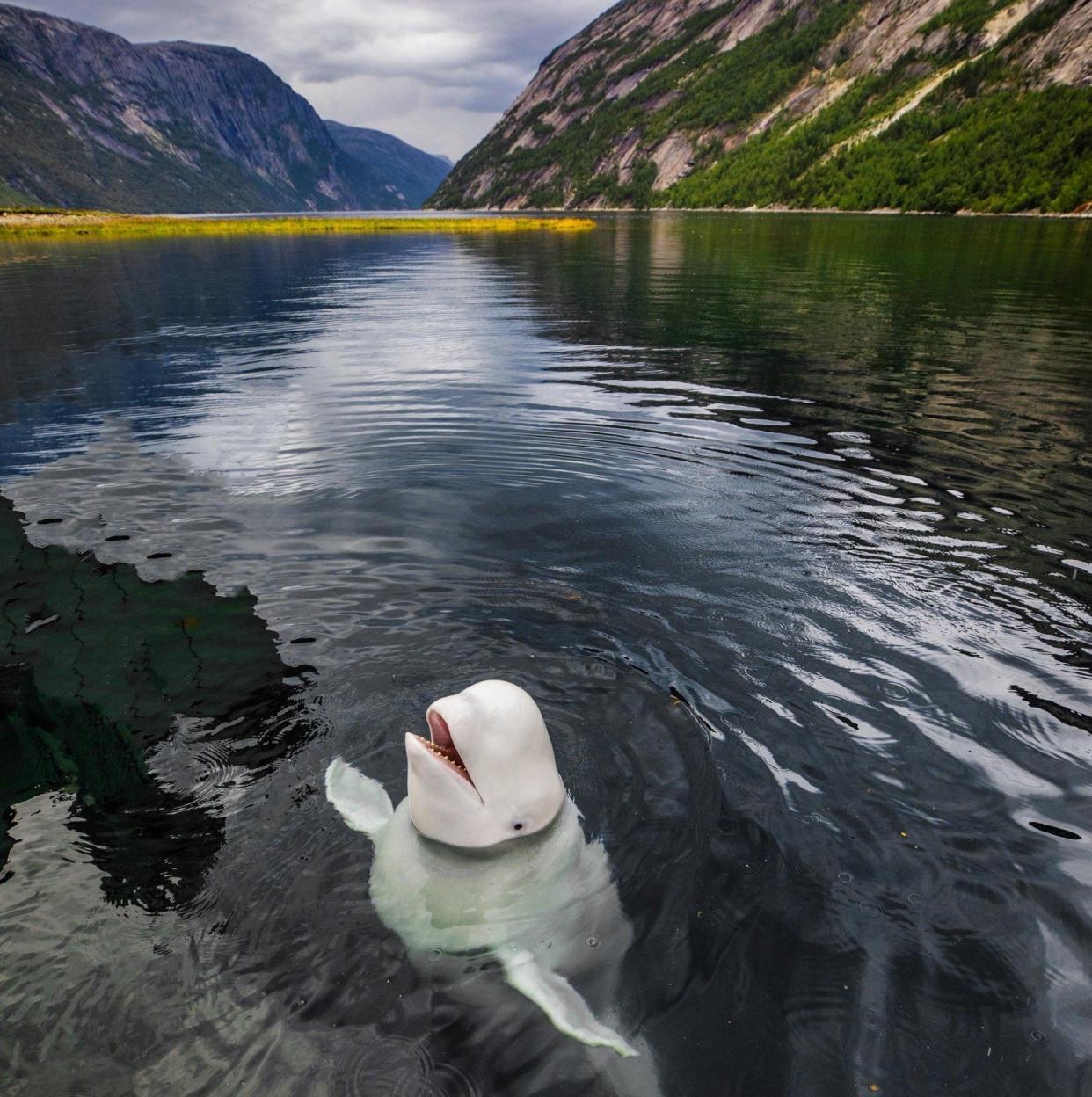 Fisherman Joar Hesten developed a close relationship with Whaledimir, who didn't seem covert enough to be a fully-fledged Russian spy