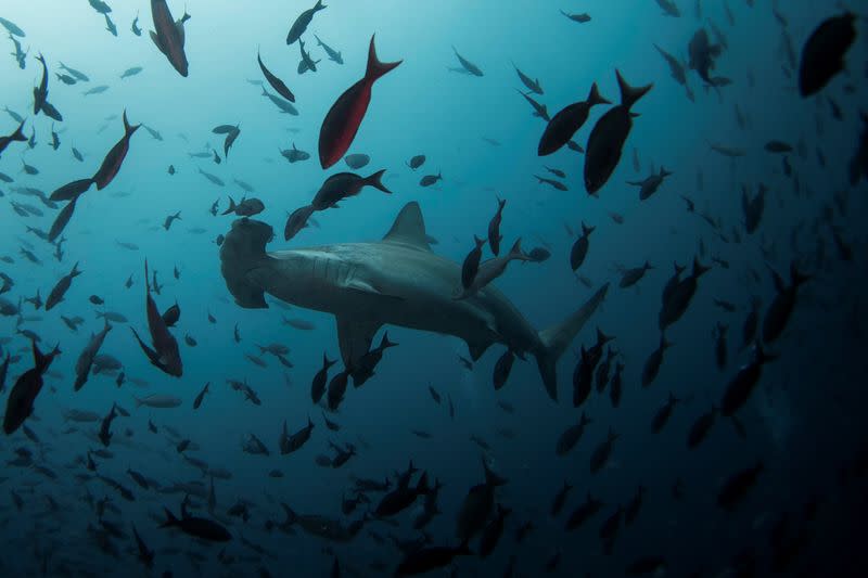 A hammerhead shark swims close to Wolf Island at Galapagos Marine Reserve