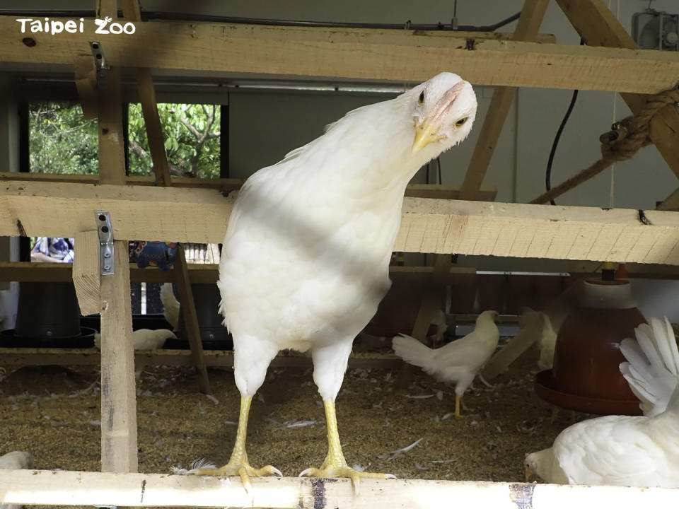 動物園百人立蛋活動於6月22日登場，將提供「快樂雞莊」所生產的「福利蛋」讓民眾挑戰立蛋。   圖：翻攝自台北市立動物園官網