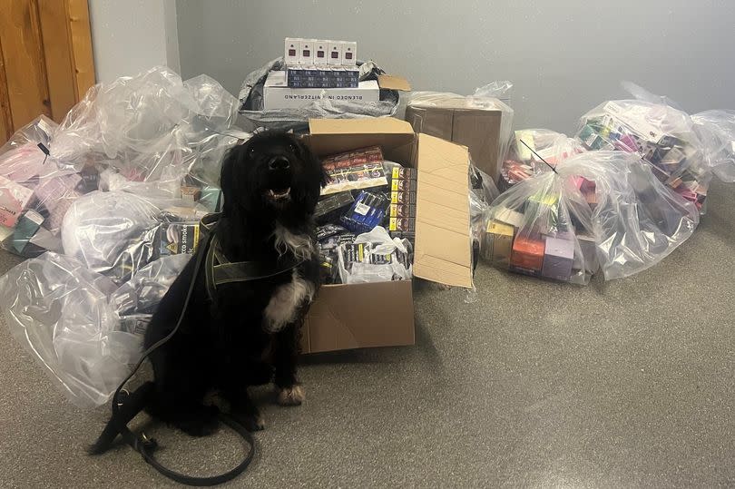 Boo the sniffer dog helped Glasgow Trading Standards officers seize over 1000 illegal vapes in November last year