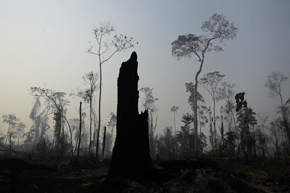 Charred trees stand after a forest fire in the Vila Nova Samuel region, along the road to the Jacunda National Forest near the city of Porto Velho, Rondonia state, part of Brazil's Amazon, Aug. 25, 2019. (Photo: Eraldo Peres/AP)