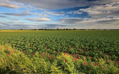 Wisbech Fenland field - Credit: Getty