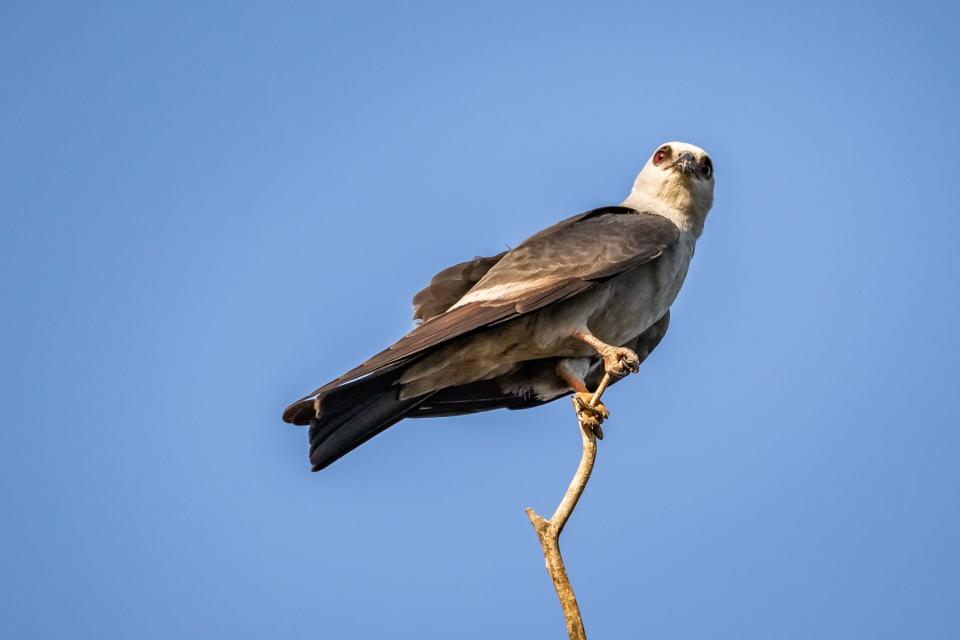 Mississippi Kite