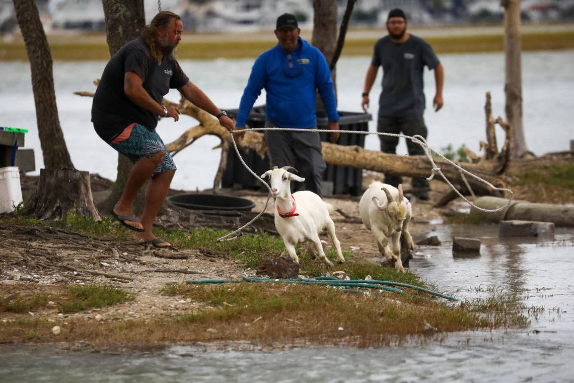 The goats on Murrells Inlet’s Goat Island were evacuated from their island home on Thursday in advance of Hurricane Ian which is expected to begin battering the South Carolina coast early Saturday. It took over an hour for a crew of volunteers to round up the tribe of seven goats that typically live on the island across from the Murrells Inlet Marsh Walk during the summer and moved to an inland farm in the Winter. Sept. 29, 2022.