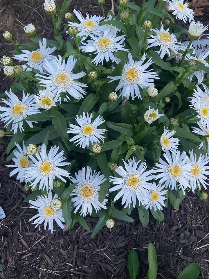 This low-growing "Carpet Angel" daisy, a Shasta daisy, has an anemone center and long, frilly white petals or rays. Last year in the columnist's yard, it was small all season long and has exploded this year.