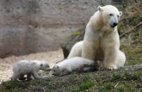 Twin polar bear cubs play next their mother Giovanna outside in their enclosure at Tierpark Hellabrunn in Munich, March 19, 2014. The 14 week-old cubs, who made their first public appearance on Wednesday, have yet to be named. REUTERS/Michael Dalder (GERMANY - Tags: ANIMALS SOCIETY)