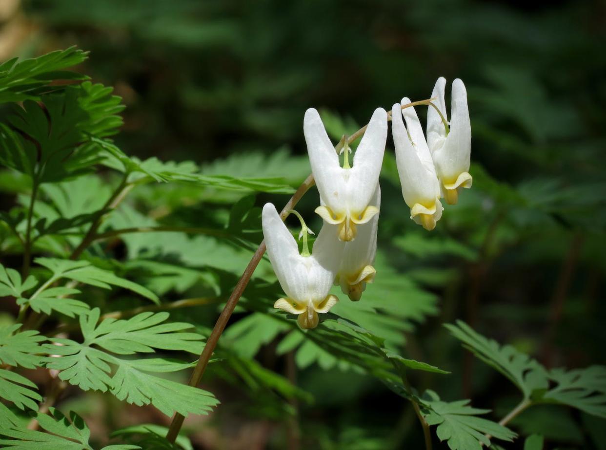 Native wildflowers, such as these Dutchman’s breeches (_Dicentra cucullaria_) that bloom early in spring are losing access to sunlight as trees leaf out earlier. <a href="https://flic.kr/p/26pTuFq" rel="nofollow noopener" target="_blank" data-ylk="slk:Katja Schulz/Flickr;elm:context_link;itc:0;sec:content-canvas" class="link ">Katja Schulz/Flickr</a>, <a href="http://creativecommons.org/licenses/by/4.0/" rel="nofollow noopener" target="_blank" data-ylk="slk:CC BY;elm:context_link;itc:0;sec:content-canvas" class="link ">CC BY</a>