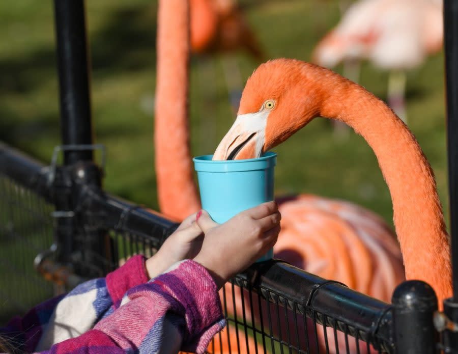 Flamingo, credit Andrea J. Image courtesy Oklahoma City Zoo.