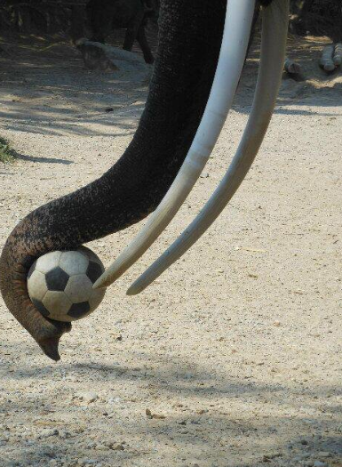 El reino animal en el mundo del fútbol