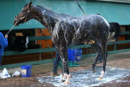 May 16, 2017; Baltimore, MD, USA; Kentucky Derby winner Always Dreaming receives a bath in the stable area after a morning workout in preparation for the 142nd Preakness Stakes at Pimlico Race Course. Mandatory Credit: Geoff Burke-USA TODAY Sports