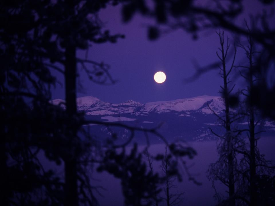 A full moon rises over the Wyoming wilderness at Yellowstone National Park, making the sky look purple