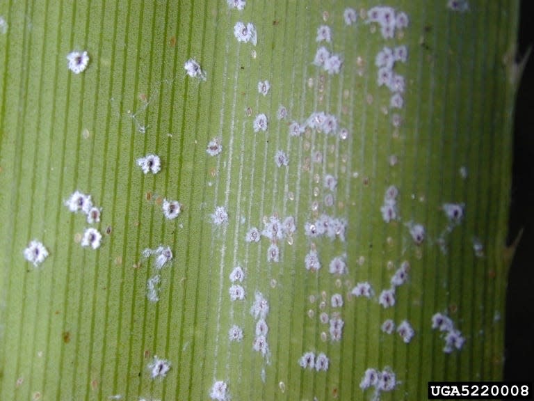 Scale insects infesting a plant.