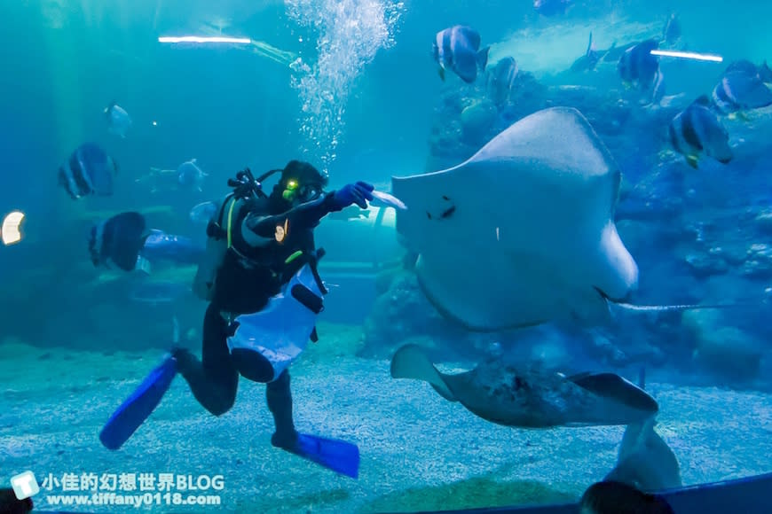 澎湖水族館