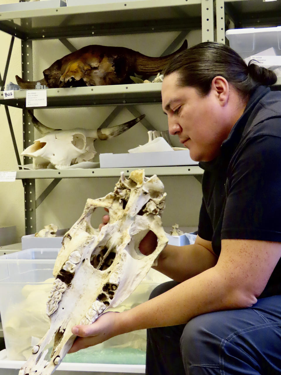 In this photo provided by the University of Colorado-Boulder, Lakota archaeologist Chance Ward examines horse reference collections in the Archaeozoology Laboratory at the University of Colorado-Boulder in October 2020. In a study published Thursday, March 30, 2023, in the journalScience, a new analysis of horse bones gathered from museums across the Great Plains and northern Rockies has revealed that horses were present in the grasslands by the early 1600s, an earlier date than many written histories suggest. (Samantha Eads/University of Colorado-Boulder via AP)