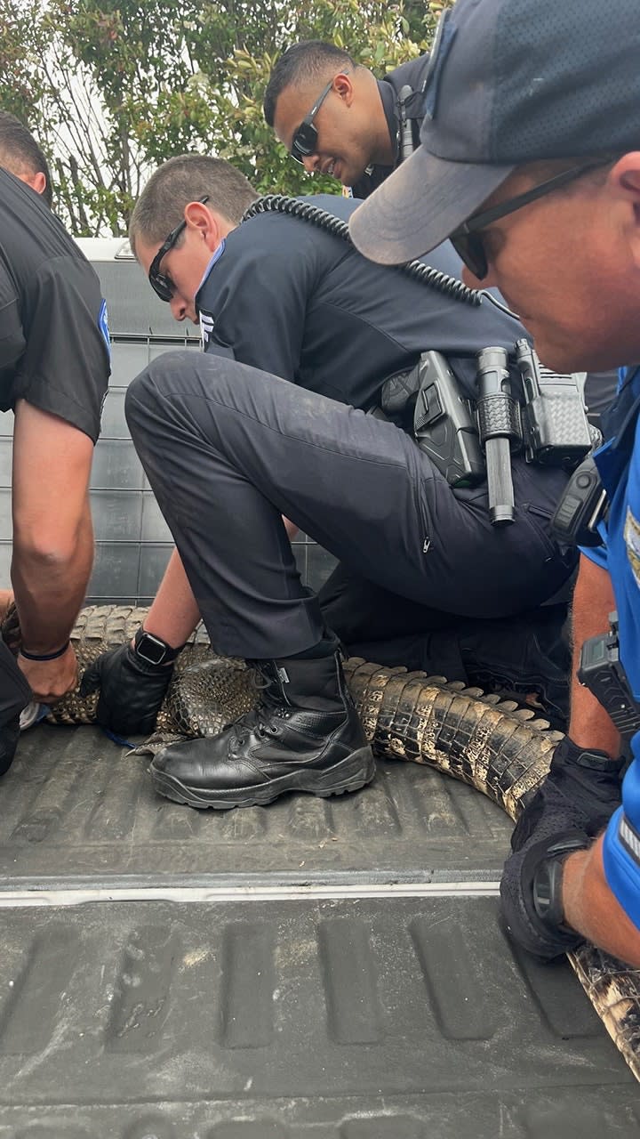 officers holding down alligator