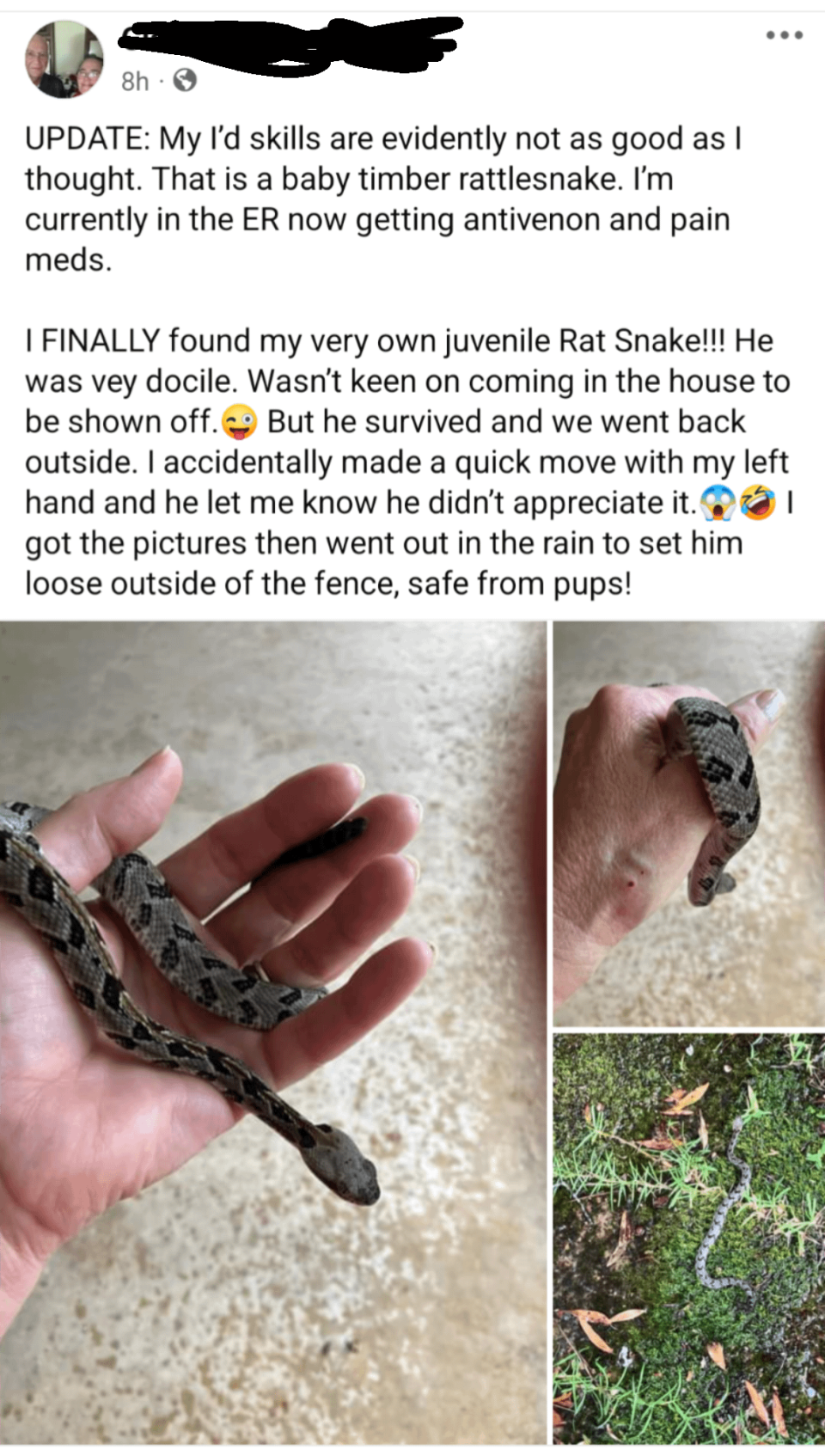 Facebook post with four snake photos. User recounts mistaking a juvenile timber rattlesnake for a rat snake, now in ER for treatment