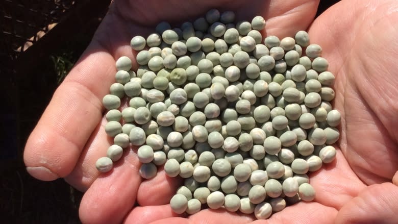 Pulse promoter predicts growth in favas and green peas