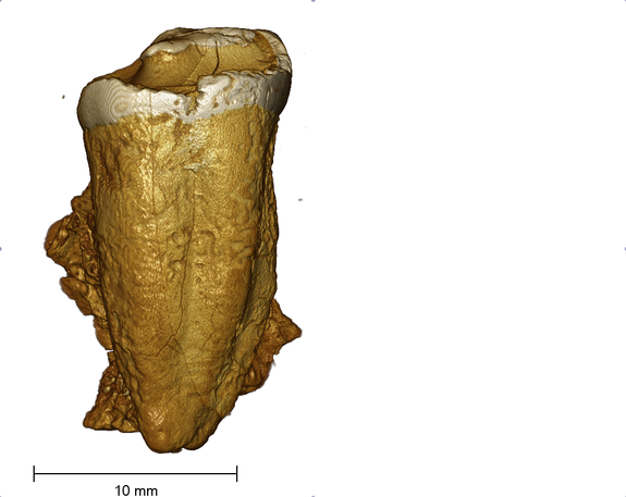 A tooth thought to belong to a Neanderthal is actually from a medieval human.