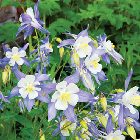 Rocky Mountain columbine