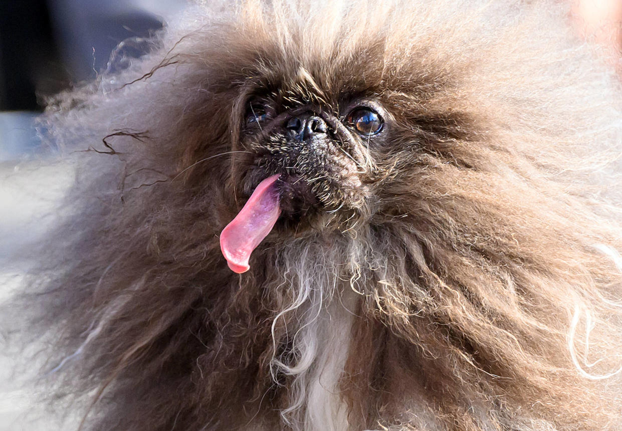 Wild Thang, un chien pékinois âgé de 8 ans, a remporté ce vendredi 21 juin le concours du chien le plus laid du monde 2024, en Californie.