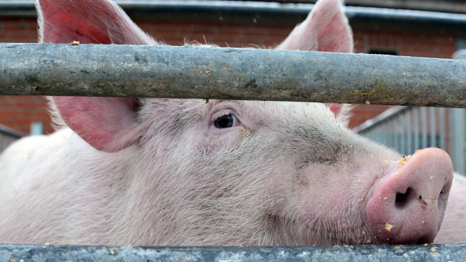 Die Afrikanische Schweinepest ist eine schwere Virusinfektion, die ausschließlich Schweine, also Wild- und Hausschweine, betrifft und für sie tödlich sein kann. Foto: Daniel Bockwoldt