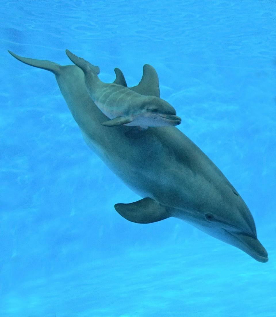 Male Atlantic bottlenose dolphin born on Aug. 27 shown with his mother Kalei at the Indianapolis Zoo.