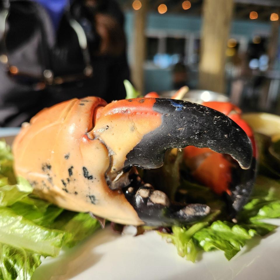 A large stone crab claw at Swordfish Grill in Cortez photographed Oct. 16, 2023.