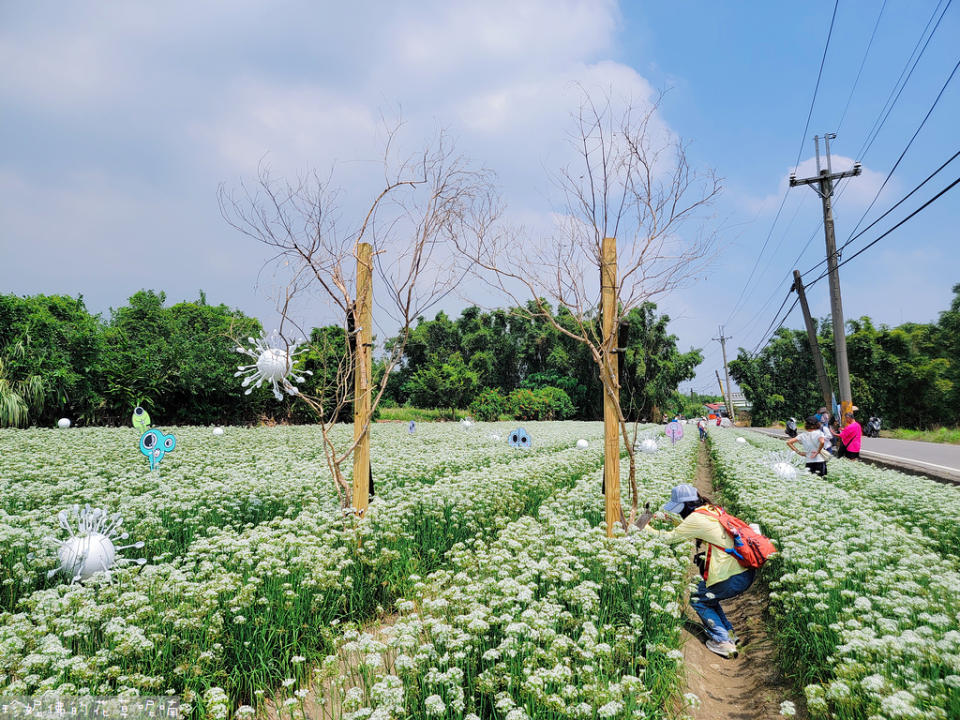 2023桃園大溪水岸韭菜花季