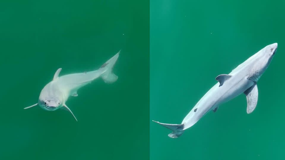 A great white shark with a white film covering its body was observed off the coast of Southern California. - Carlos Gauna/The Malibu Artist