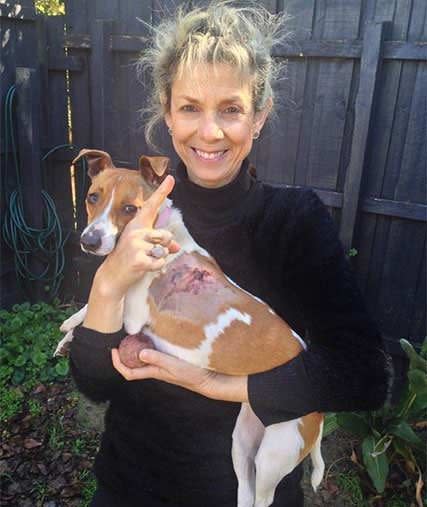 Anne used some pointer power to save her pet Jack Russell during a vicious dog attack at a Bayside beach. Photo: Twitter/@Pauldowsley7