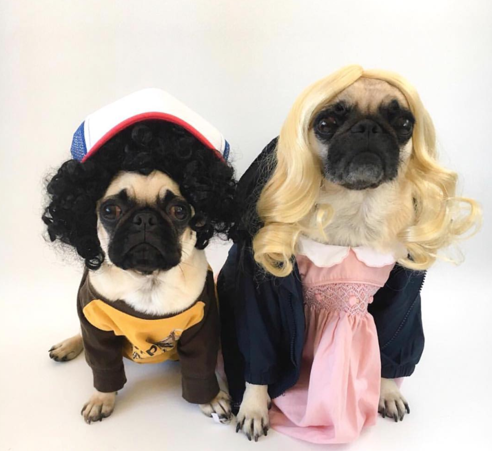 <p><i>[Photo: Instagram/pixiebellepug]</i> </p>