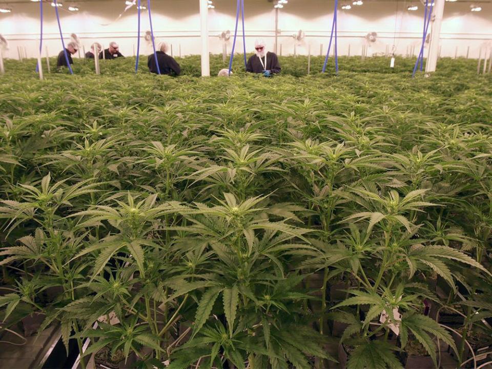  Cannabis plants at the Sundial Growers facility in Olds, Alta.