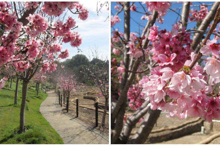 Festival de Cherry Blossom en el Jardín Japonés en Balboa Park está de regreso 