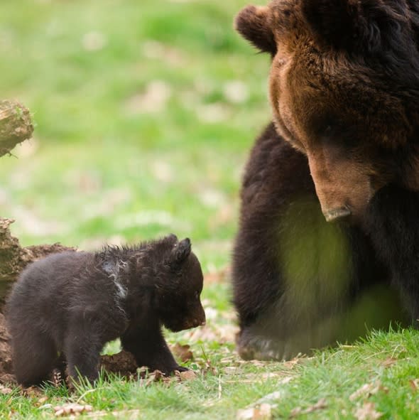 bear-cub-put-down-swiss-zoo