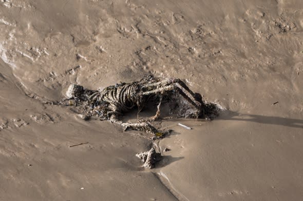 Walkers discover 'skeleton' washed up from the River Thames