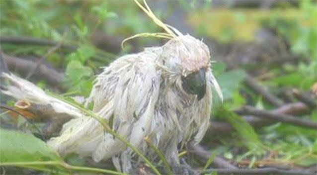 The cockatoo bared the brunt of Cyclone Debbie.