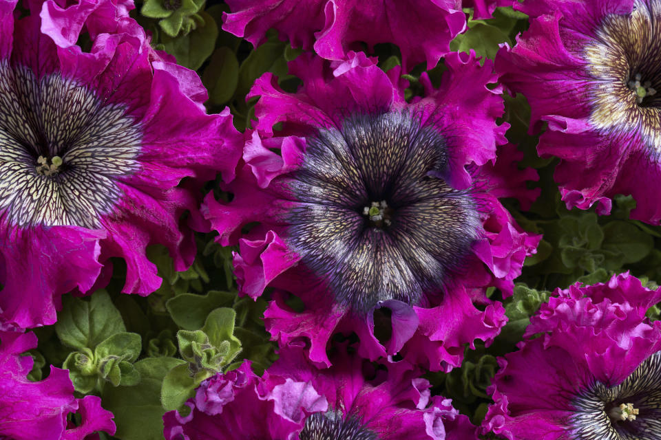 This image provided by Cerny Seed shows Superbissima Wine Red petunias, which have frilly edges and veined centers and measure up to 6 inches wide. (Cerny Seed via AP)