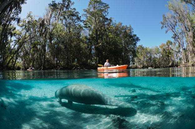 Three Sisters Springs is part of the Crystal River system that originates in Kings Bay, a first magnitude spring flowing into the Gulf of Mexico. The area is the world’s largest natural winter refuge for West Indian manatees.