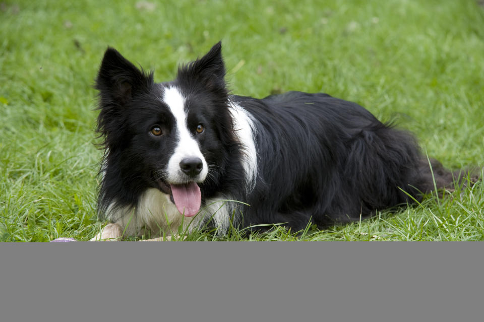 Border Collie lying on grass with tennis ball