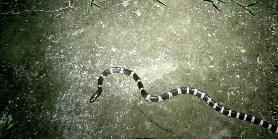 snake many banded krait