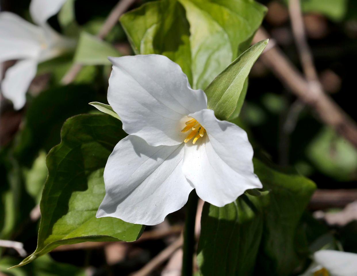 Trillium bloom along the trail in the Wehr Nature Center  at Whitnall Park, Wednesday, May 13, 2020. Milwaukee County Parks are open with limited venues as residents social distance while enjoying the nature trails, blooming tulips and other warm sunny Spring weather Wednesday, May 13, 2020. Photo by Rick Wood/ Milwaukee Journal Sentinel.  ORG XMIT: 30100326A