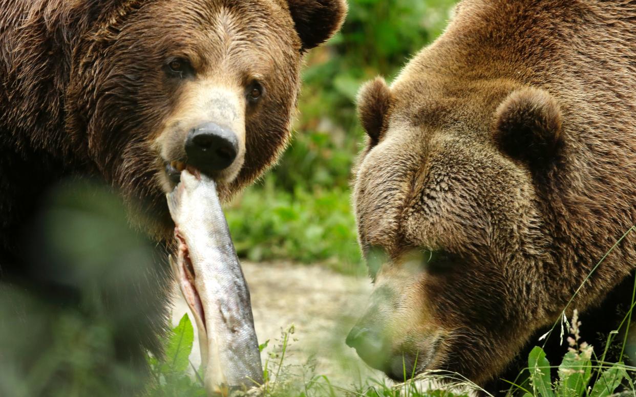Trophy hunters will be banned from killing grizzly bears in British Columbia after November 30 - Copyright 2016 The Associated Press. All rights reserved. This material may not be published, broadcast, rewritten or redistribu