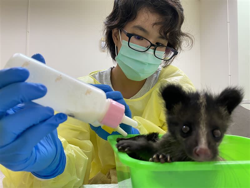 3隻可愛年幼的白鼻心，照護人員充當保母餵奶。（圖／野灣野生動物醫院提供）