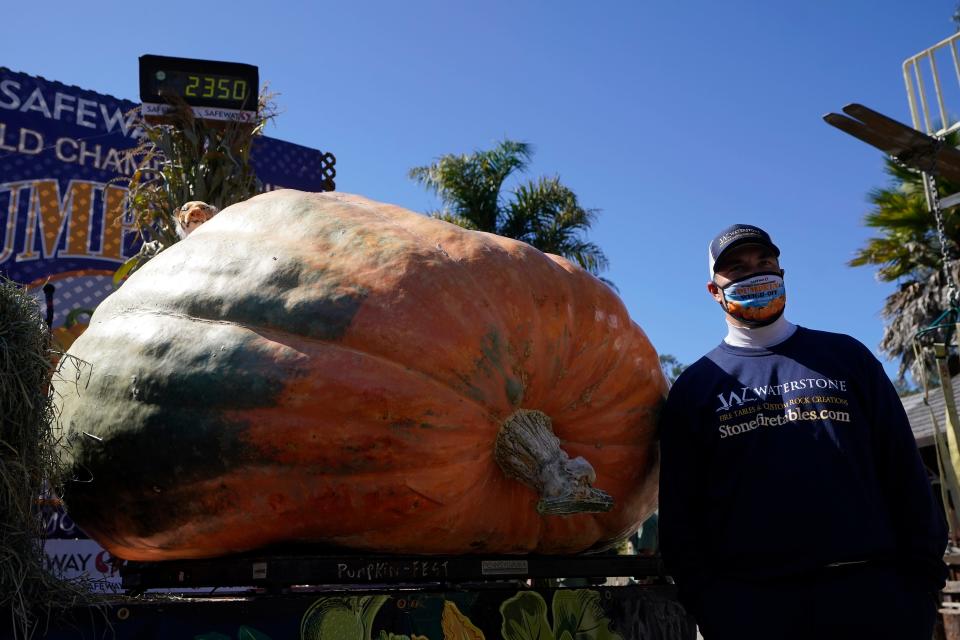 Travis Gienger, from Anoka, Minn., poses next to his pumpkin, which weighed in at 2350 pounds, to win the Safeway World Championship Pumpkin Weigh-Off in Half Moon Bay, Calif., Monday, Oct. 12, 2020.