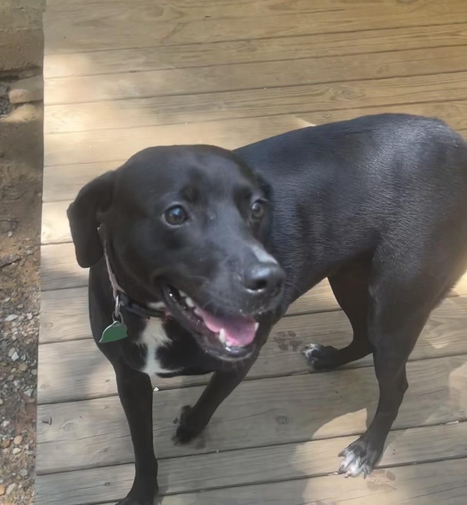 Annie is a sweet, 2-year-old Lab mix who weighs in at just under 65 pounds.