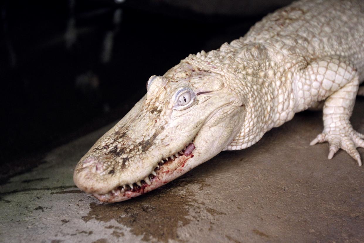 A picture taken on April 12, 2012 shows a white albino alligator at the Alligator Bay zoological park in Beauvoir, western France.