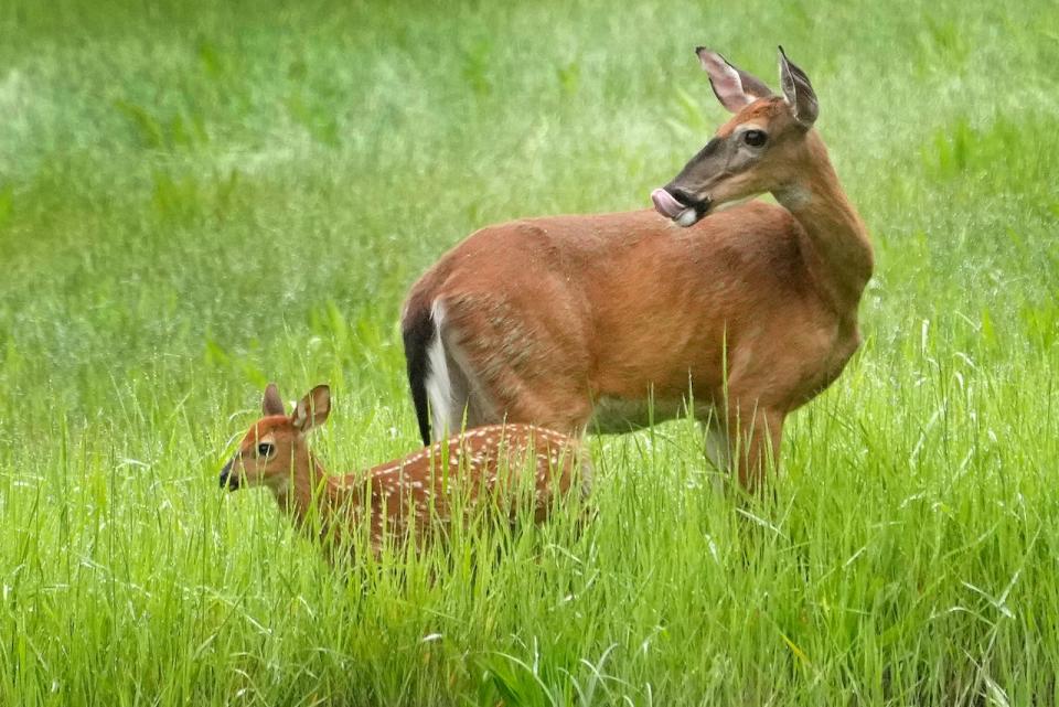 A whitetail doe and her fawn keep an eye out from a field. Three hunters from British Columbia's Lower Mainland have been fined and banned from hunting for 10 years each for "unlawfully killing wildlife," including a pregnant deer.