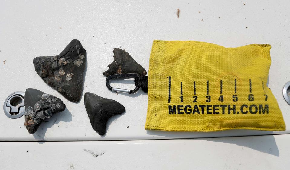 A selection of megalodon teeth that Bill Eberlein found during his dive.